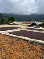 Cargar imagen en el visor de la galería, Finca Mendoza - Guerrero - Honey
