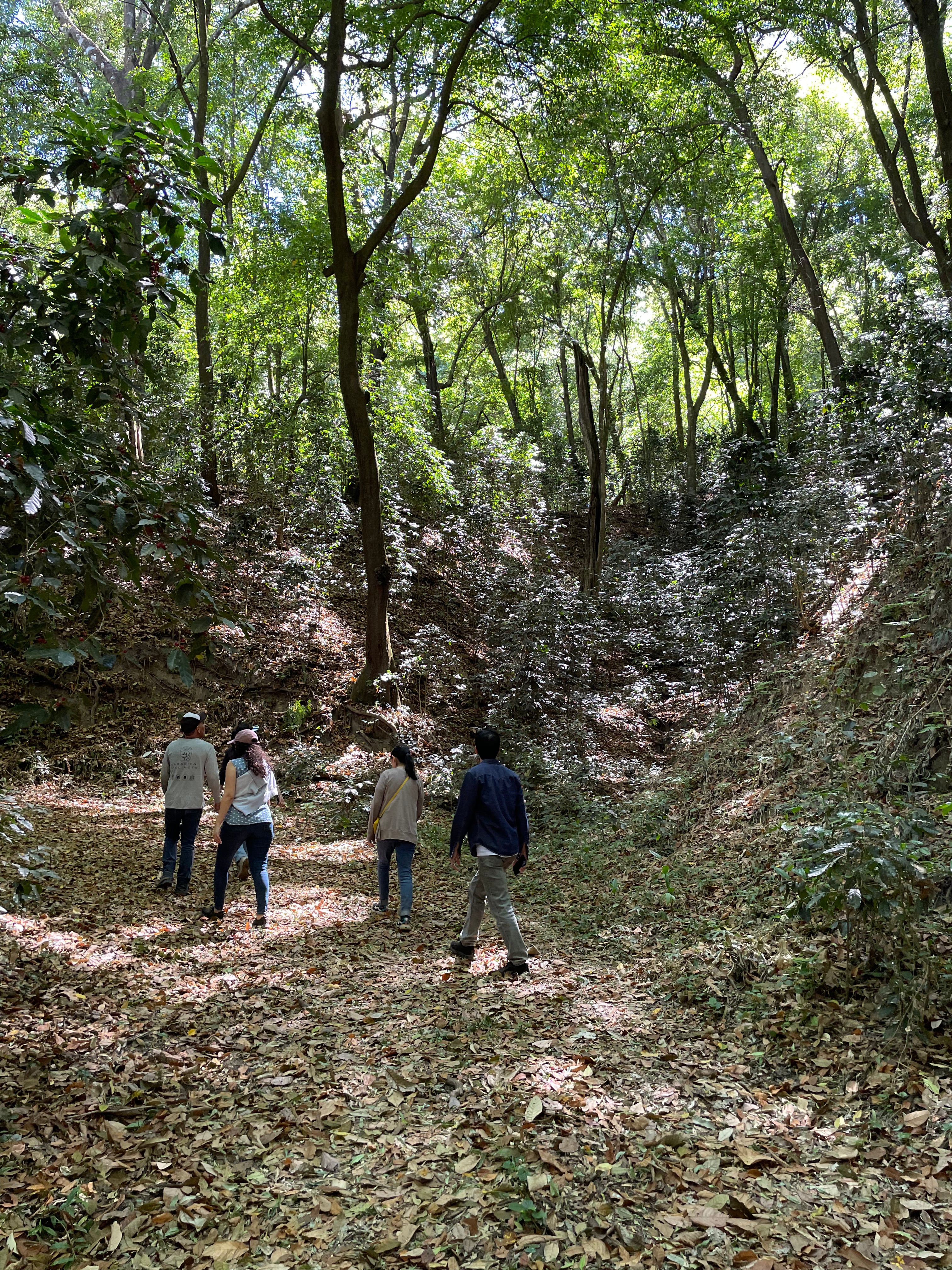 Arábica Colimota - Jalisco - Natural