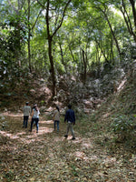 Cargar imagen en el visor de la galería, Arábica Colimota - Jalisco - Natural
