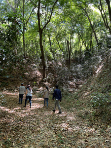 Arábica Colimota - Jalisco - Natural
