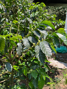 Finca Fátima - Veracruz - Lavado