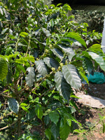 Cargar imagen en el visor de la galería, Finca Fátima - Geisha - Coatepec, Veracruz - Semi-Lavado
