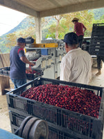 Cargar imagen en el visor de la galería, Manto Niebla - Typica  - Oaxaca - Lavado
