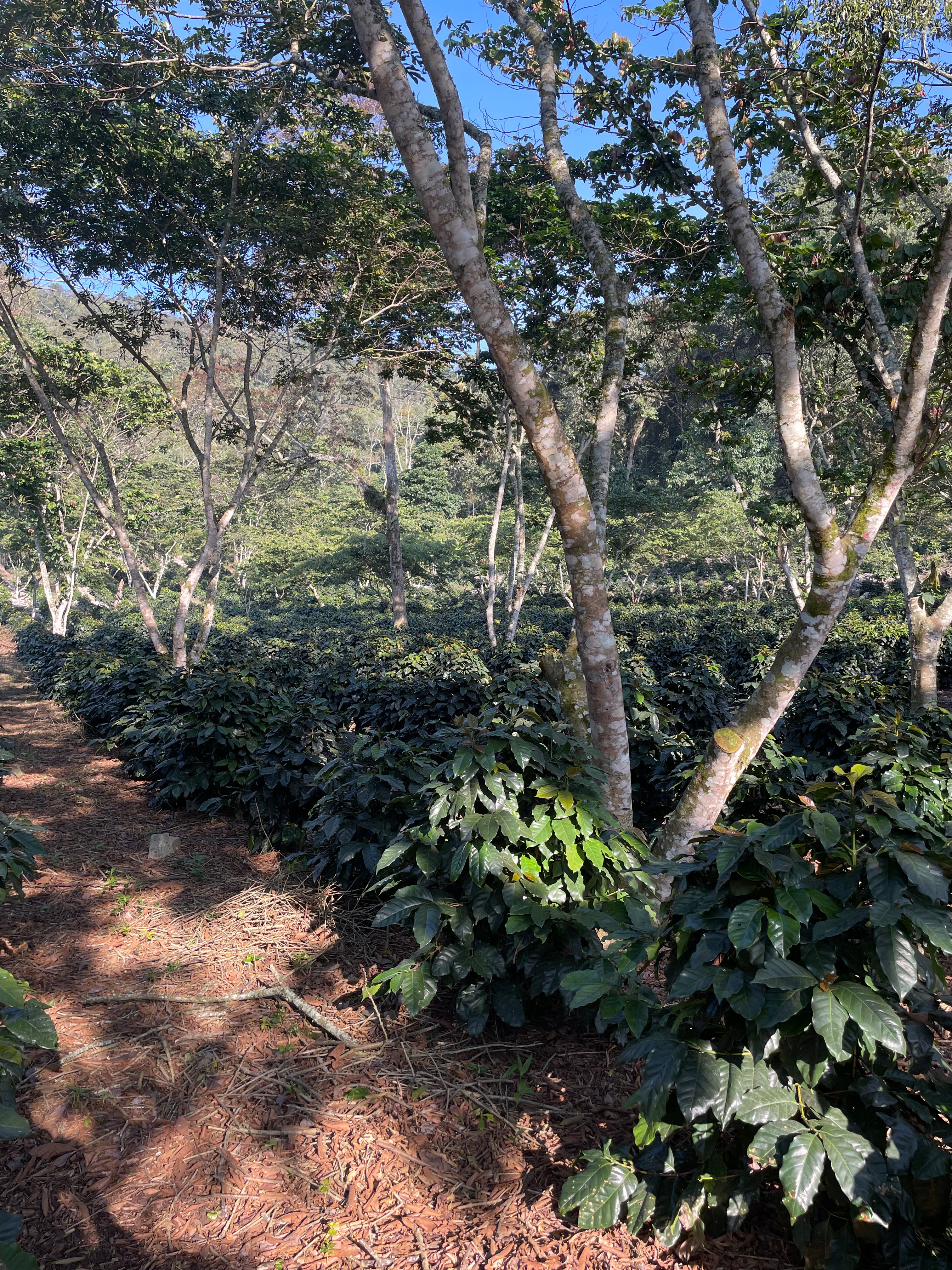 Rancho Zapotecas - Veracruz - Lavado