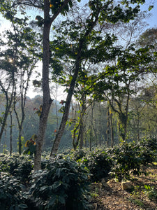 Rancho Zapotecas - Veracruz - Lavado