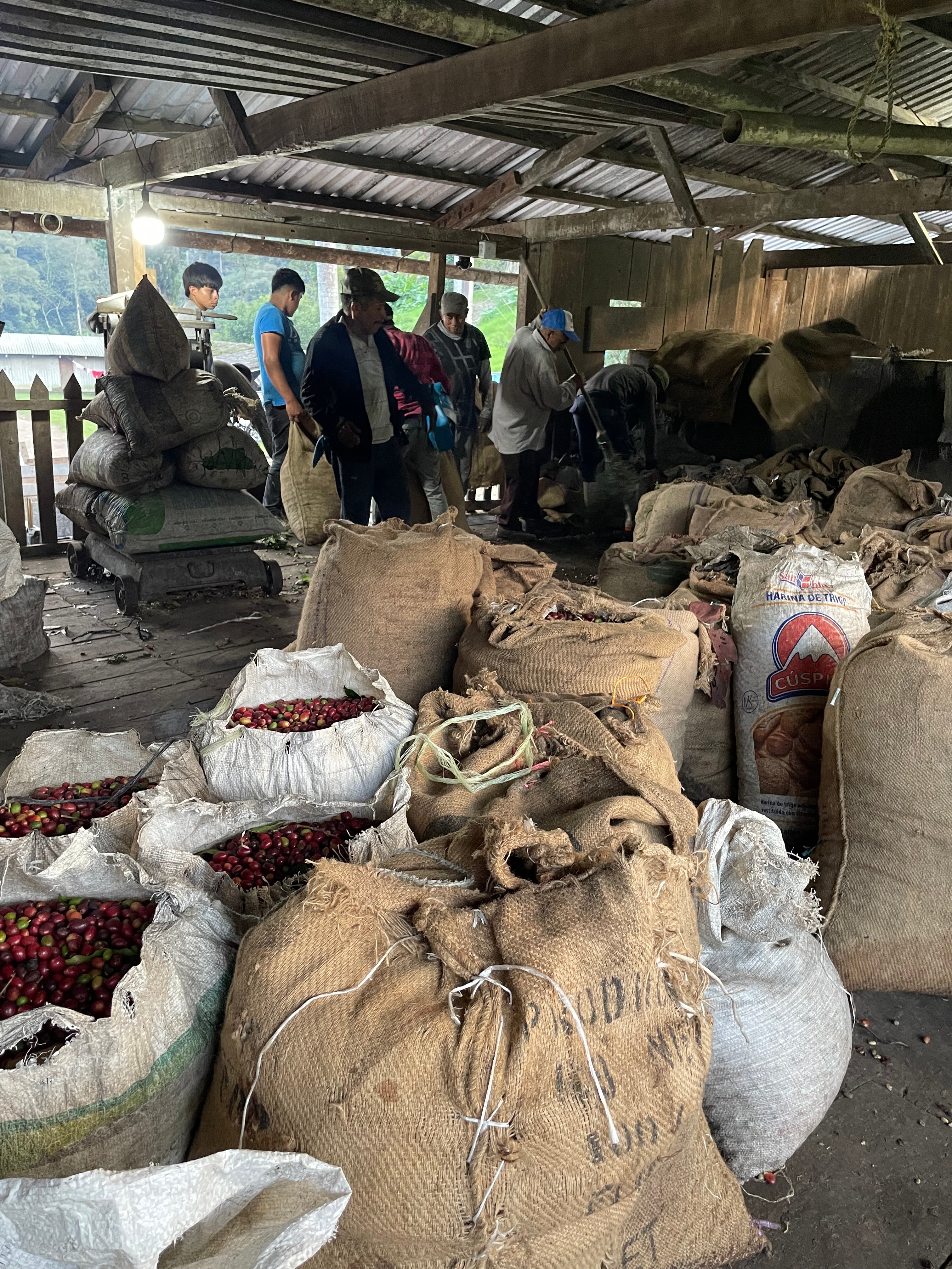 Rancho Zapotecas - Veracruz - Lavado