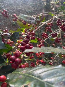 El Mirador - Guerrero -Bourbon y Caturra - Natural