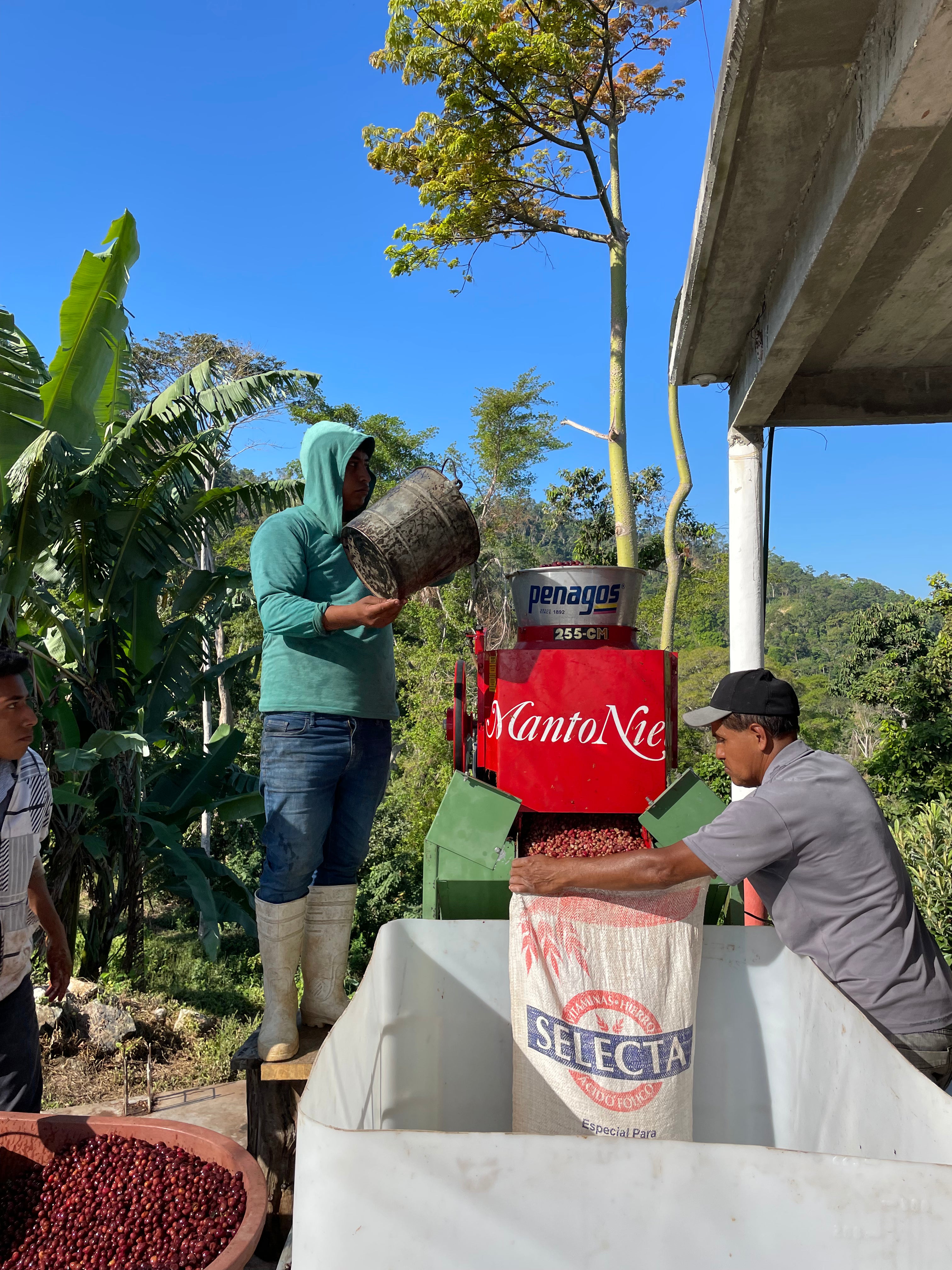 Manto Niebla - Typica Pluma - Oaxaca - Lavado