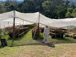 Cargar imagen en el visor de la galería, Manto Niebla - Typica Pluma - Oaxaca - Lavado
