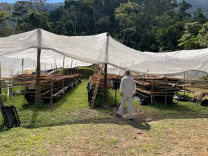 Manto Niebla - Typica Pluma - Oaxaca - Lavado