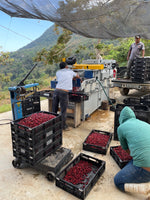Cargar imagen en el visor de la galería, Manto Niebla - Typica Pluma - Oaxaca - Lavado
