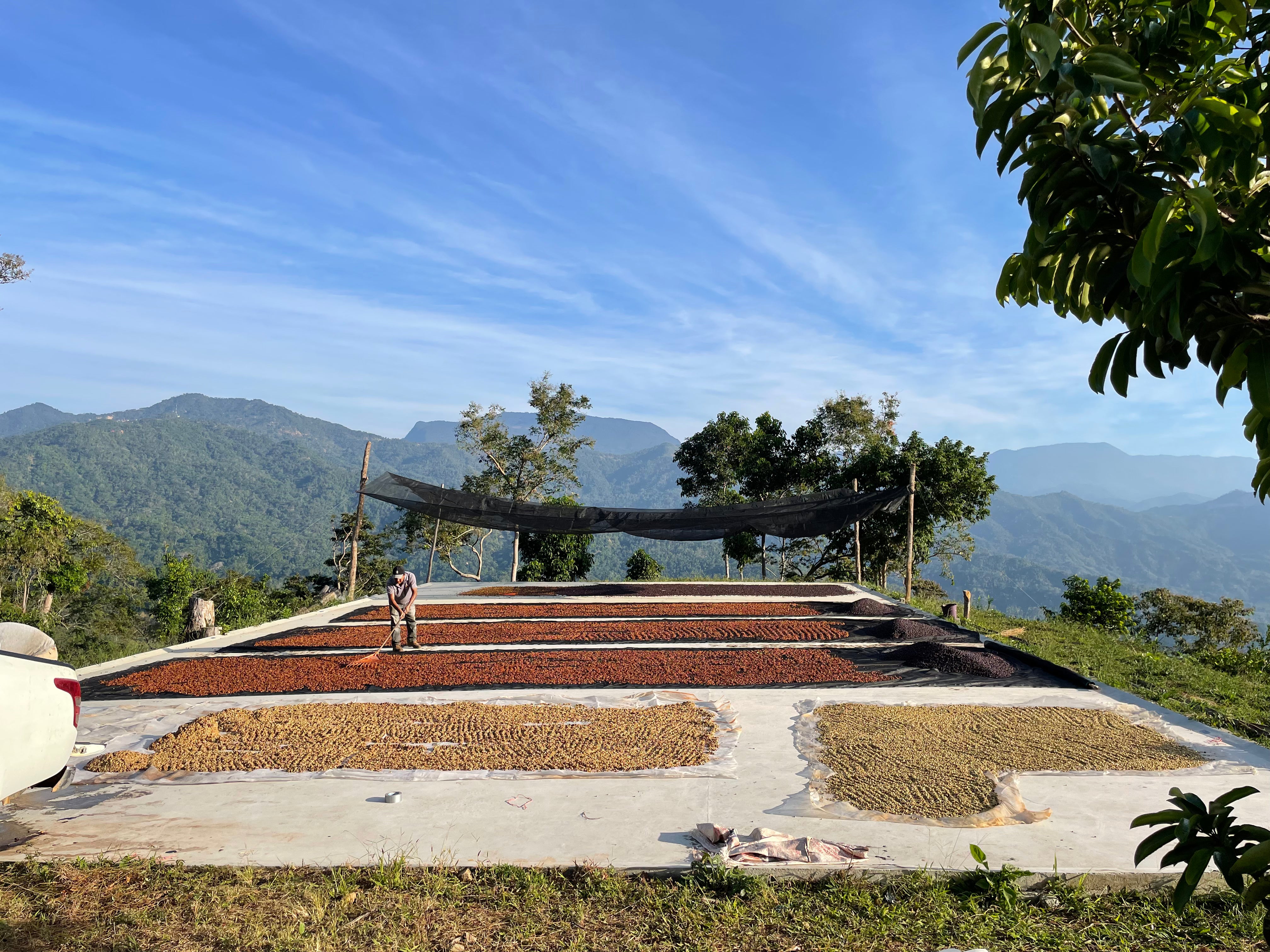 Manto Niebla - Typica Pluma - Oaxaca - Lavado