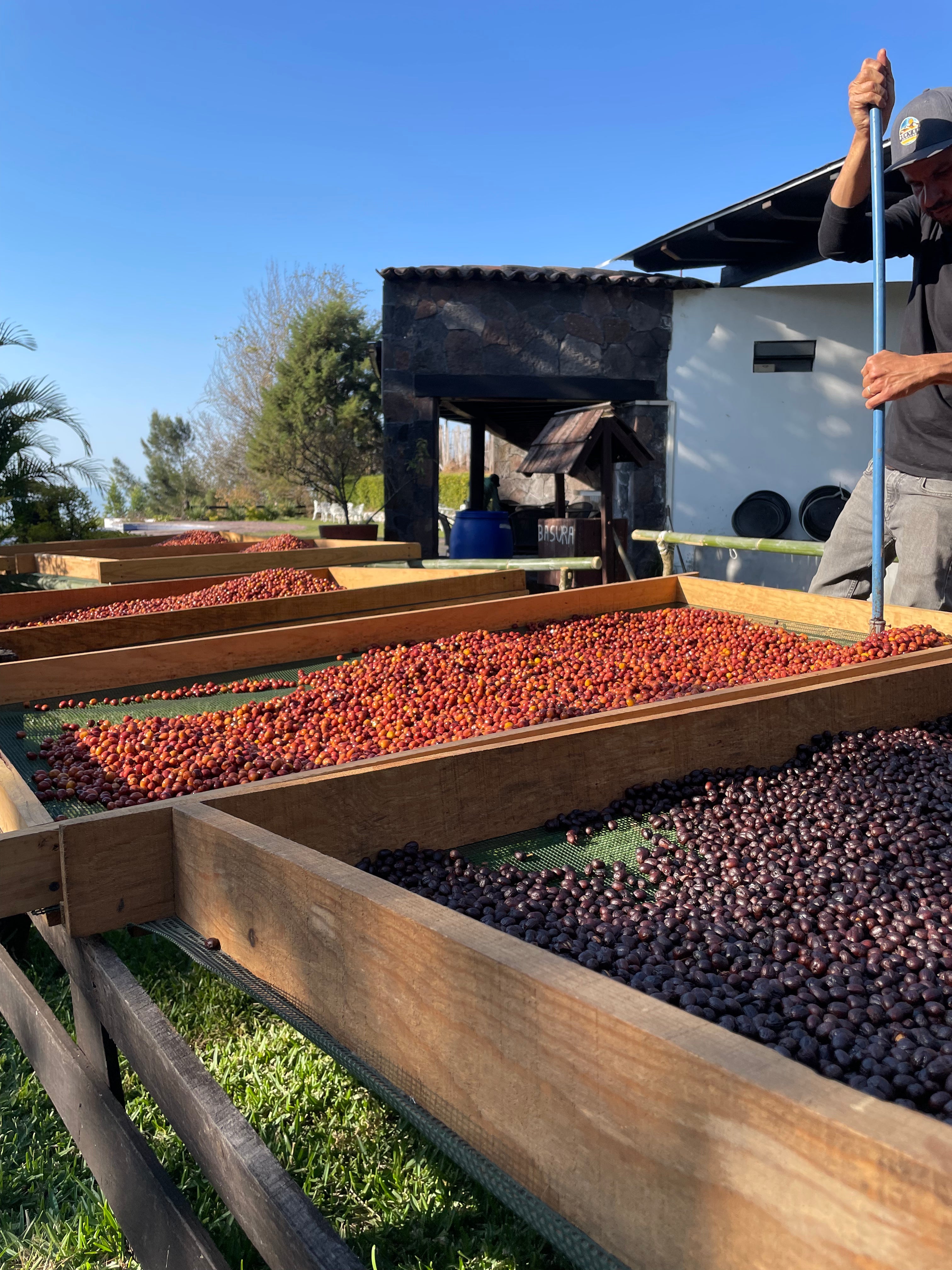 Hugo Salazar - Cofradía de Suchitlán, Colima - Natural Maceración Carbónica