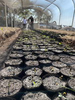 Cargar imagen en el visor de la galería, Hugo Salazar - Cofradía de Suchitlán, Colima - Natural Maceración Carbónica
