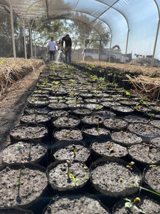 Hugo Salazar - Cofradía de Suchitlán, Colima - Natural Maceración Carbónica