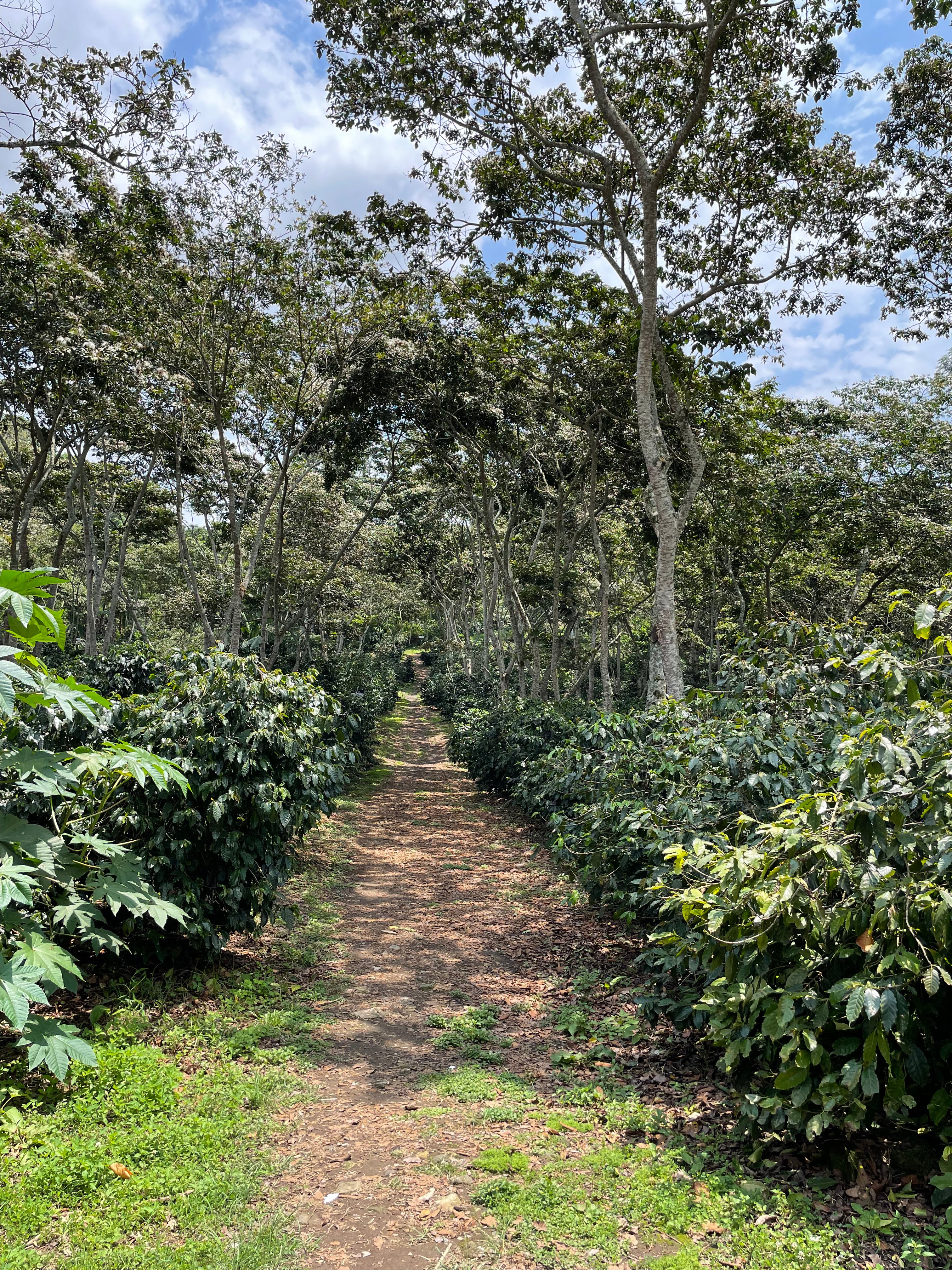 Finca Fátima - Veracruz - Natural