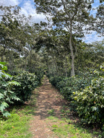 Cargar imagen en el visor de la galería, Finca Fátima - Veracruz - Natural
