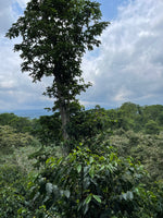 Cargar imagen en el visor de la galería, Finca Fátima - Veracruz - Natural

