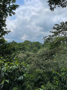 Finca Fátima - Veracruz - Lavado