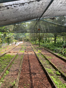 Rancho San Felipe - Veracruz - Descafeinado