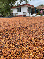 Cargar imagen en el visor de la galería, Rancho San Felipe - Veracruz - Red Honey
