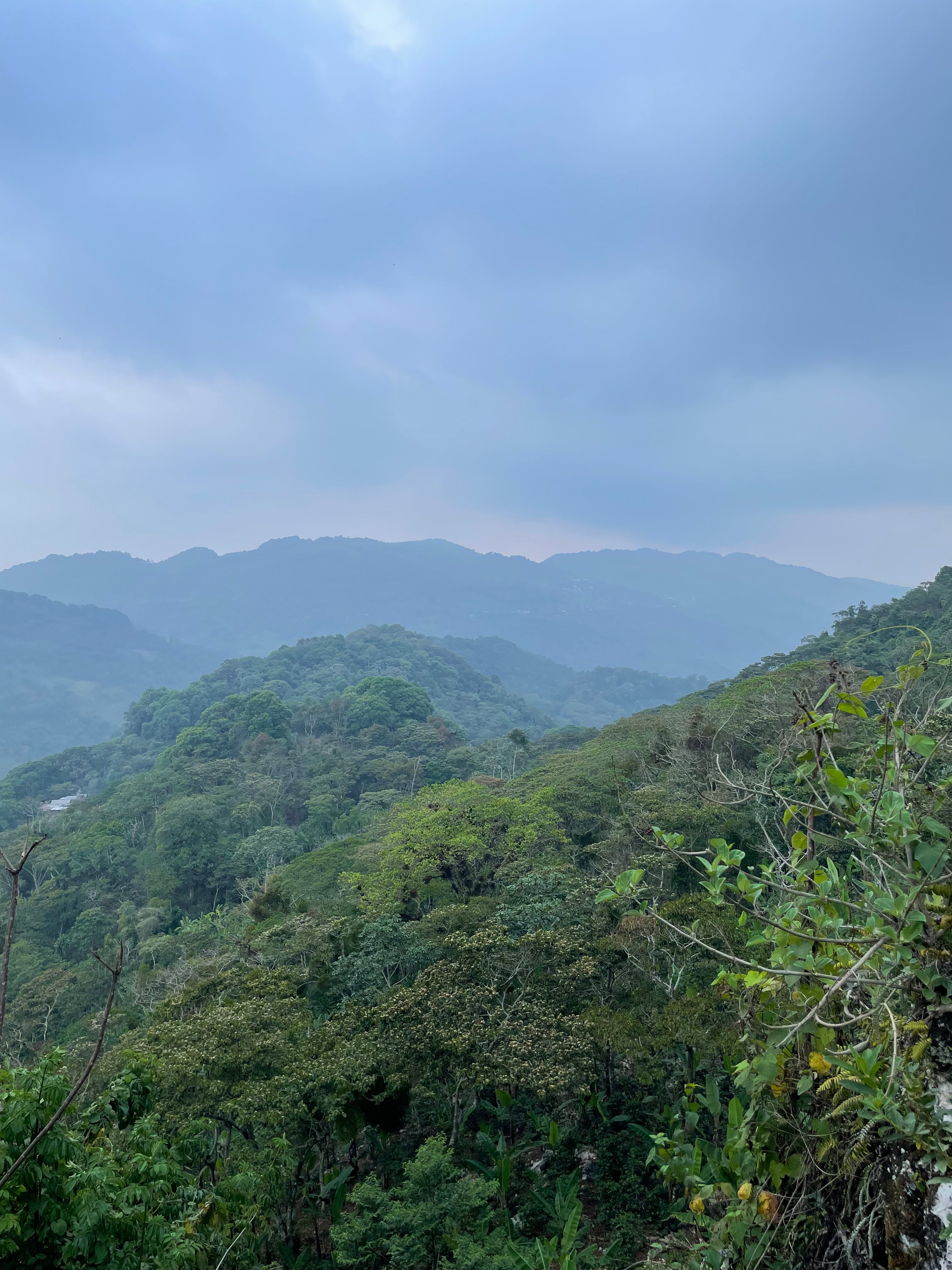 Rancho San Felipe - Veracruz - Yellow Honey