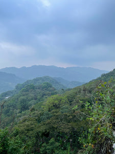 Rancho San Felipe - Veracruz - Yellow Honey