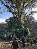 Cargar imagen en el visor de la galería, Rancho Zapotecas - Veracruz - Lavado
