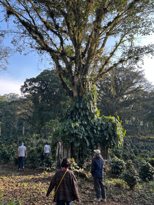 Rancho Zapotecas - Veracruz - Lavado