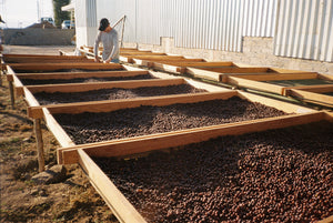 Arábica Colimota - La Lima, Colima - Natural