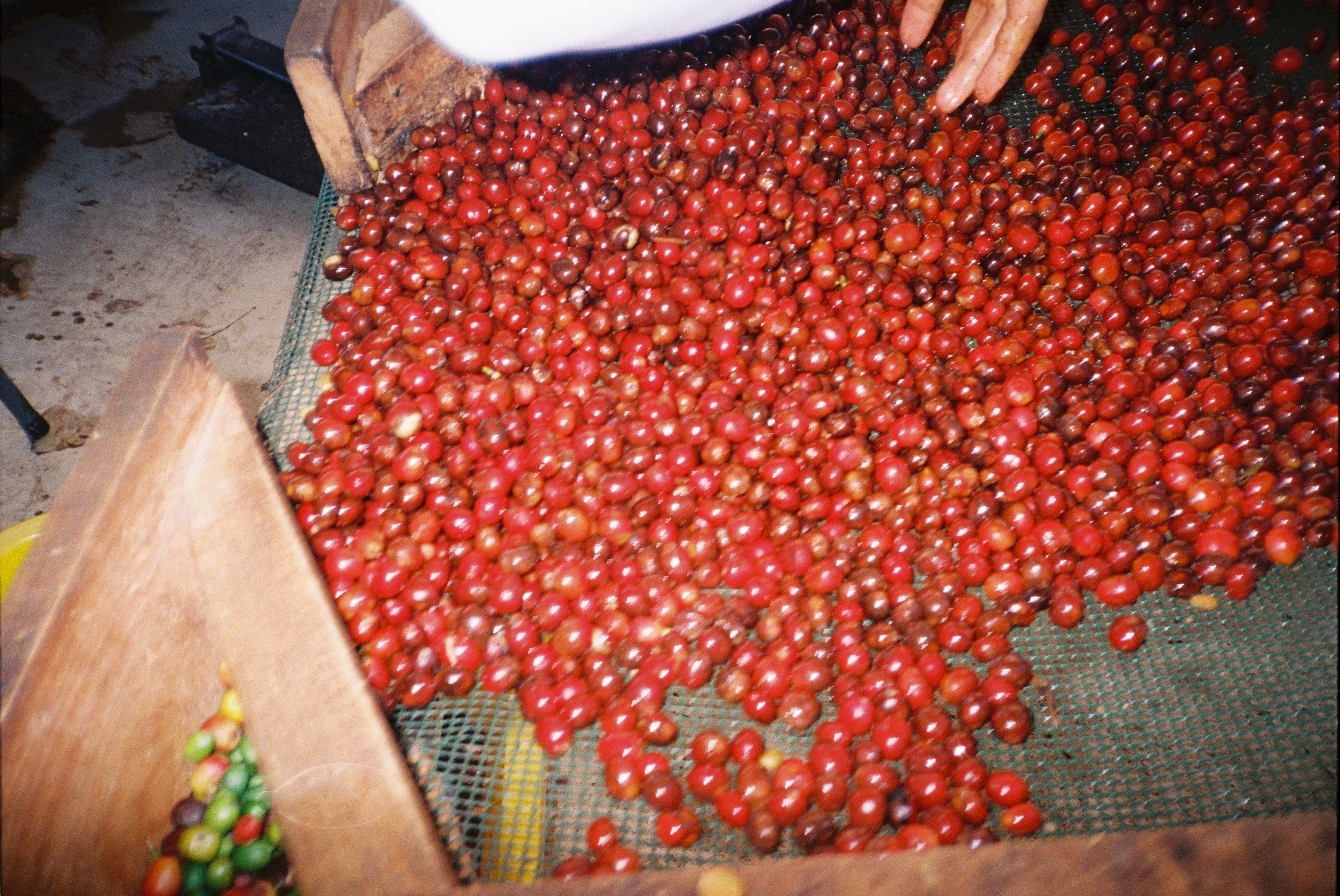 Arábica Colimota - Cofradía de Suchitlán, Colima - Natural