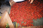 Cargar imagen en el visor de la galería, Arábica Colimota - Cofradía de Suchitlán, Colima - Natural
