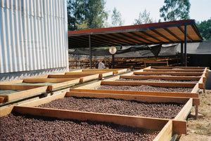 Arábica Colimota - Jalisco - Natural