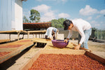 Cargar imagen en el visor de la galería, Arábica Colimota - Jalisco - Natural
