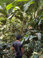 Cargar imagen en el visor de la galería, Finca Corral del Diablo - Guerrero - Natural
